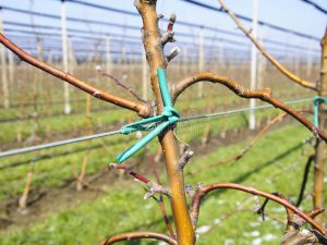 apple-trees-plantation-irrigation-system-30062043.jpg