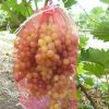 setka-na-vinograde-600×363